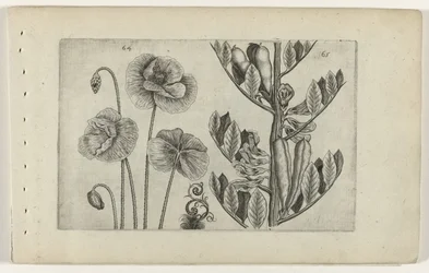 Grande coquelicot et fève de jardin