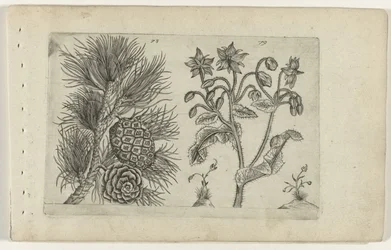 Pin sylvestre et bourrache