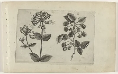 Chèvrefeuille et framboise (Cognoscite lilia)
