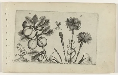 Prunier et œillet, Cognoscite lilia (titre de la série)
