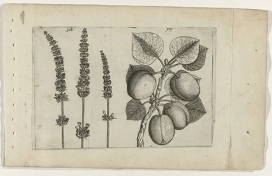 Lavande et abricot (Cognoscite lilia)