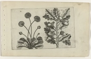 Marguerite et chêne d