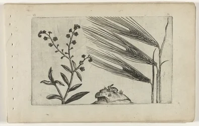 Myosotis des marais et orge