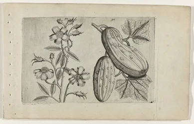 Rose musquée et concombre