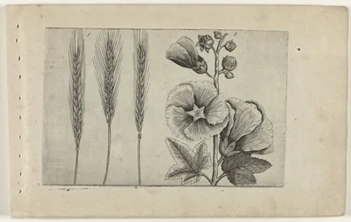 Seigle et rose trémière