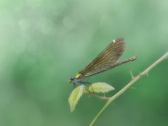 Une délicate demoiselle perchée