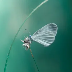 Papillon blanc délicat