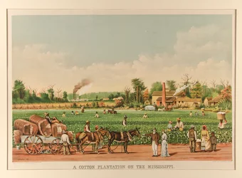 Une plantation de coton sur le Mississippi