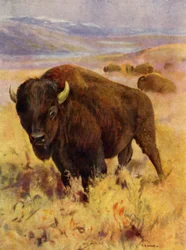 Au zoo : Bison