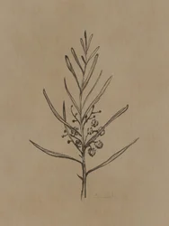 Jeune arbre de Blackwood