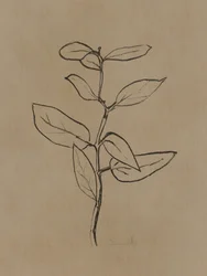Jeune eucalyptus
