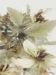 Fleurs des collines 2