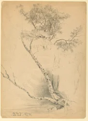 Vieux ormeau et bouleau blanc, North Conway, New Hampshire