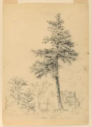Étude de la pruche, Gorham, New Hampshire