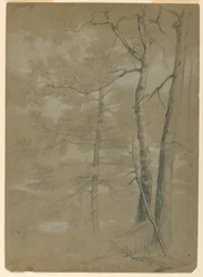 Étude de pruche et de hêtre, White Lake