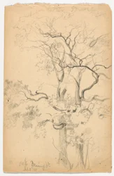 Étude de chênes à Dennings Point