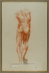 Écorché (Étude de musculature), c.1848