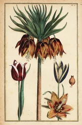 Lis impérial couronne, Fritillaria imperialis, et tulipes, Tulipa gesneriana