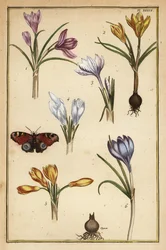 Crocus de printemps, Crocus vernus, et paon-du-jour, Aglais io