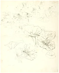 Études de feuilles