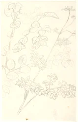 Études de plantes