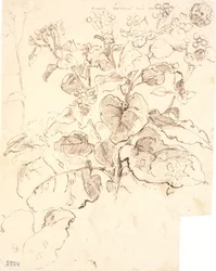 Études de plantes