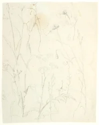 Études de plantes