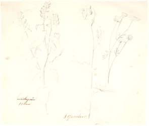 Études de plantes