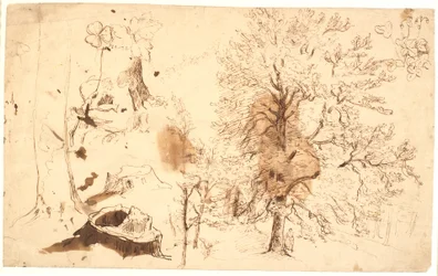Étude avec arbres, plantes et souches