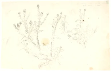 Études de chardons