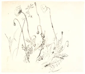 Coquelicots