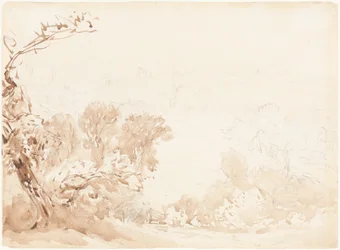 Versant de colline et arbres