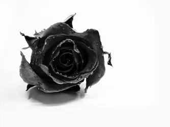 Rose noire humide
