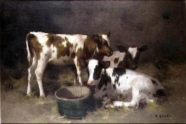 Trois veaux