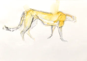 Guépard, 2020