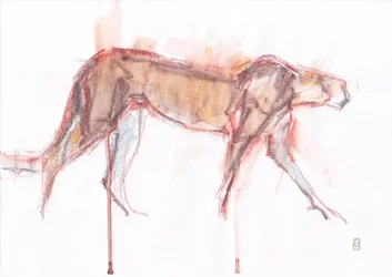Chasse du guépard, 2019