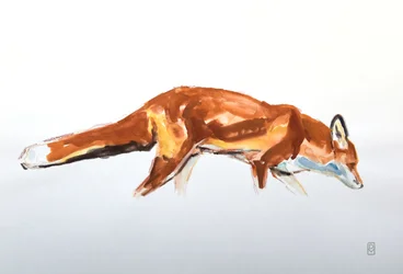 Renard roux, 2020