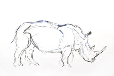 Rhinocéros blanc, 2021