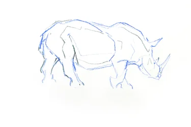 Rhinocéros blanc