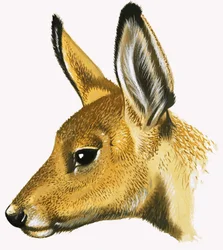 Chevreuil