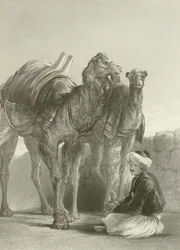 Un groupe de chameaux à Smyrne