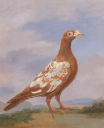 Pigeon voyageur rouge pie