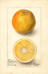 Oranges Conners Seedling ( Citrus sinensis) (aquarelle)
