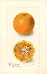 Oranges (Citrus sinensis : Bishops Favorite) (aquarelle)
