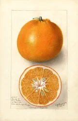 Oranges (Citrus sinensis : Thornton No. 5) (aquarelle)