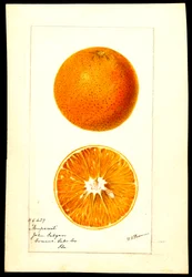 Oranges. Citrus sinensis : Nonpareil (aquarelle sur papier)