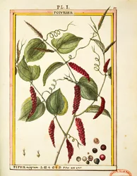 Poivre noir (Piper nigrum), aquarelle de Delahaye