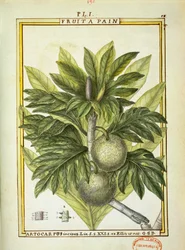 Arbre à pain (Artocarpus altilis), aquarelle de Delahaye
