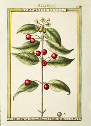 Eugénie pseudo-pridium, aquarelle de Delahaye