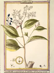 Cannelle (Laurus cinnamomum)